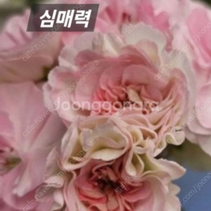 심매력 러시아제라늄