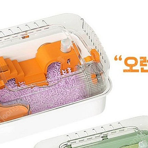 햄스터 케이디 오렌지