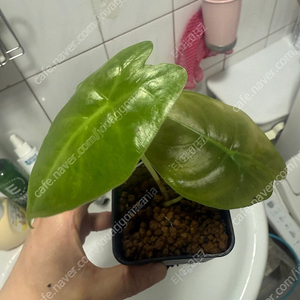 알로카시아 골든본 바리, 호마 (핑크벨벳, 뉴사파이어벨벳), 분양