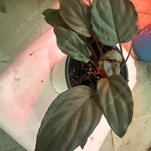 호마 (핑크벨벳, 뉴사파이어벨벳), 알로카시아 골든본 바리 분양