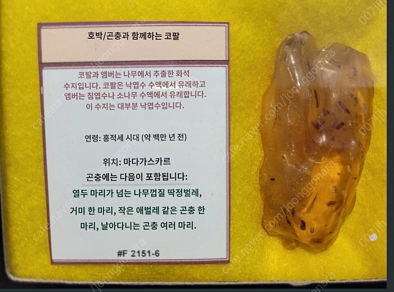 옛날 아주 오래된 벌레곤충 들어있는 호박 이미지