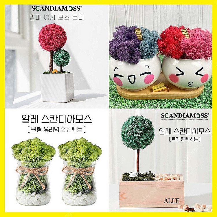 스칸디아모스 공기정화 트리 이끼 화분 몇개 정리합니다.--0