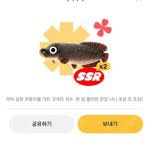 틱톡라이트 피라쿠쿠