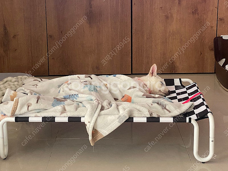 세븐펫 강아지 해먹 고양이 해먹--9