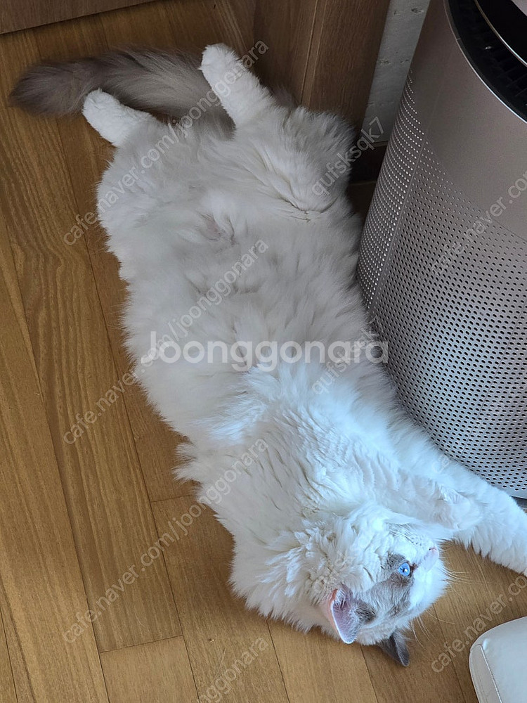 교촌치킨, bhc, 굽네치킨팝니다--0