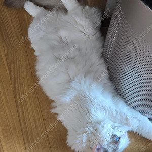교촌치킨, bhc, 굽네치킨팝니다