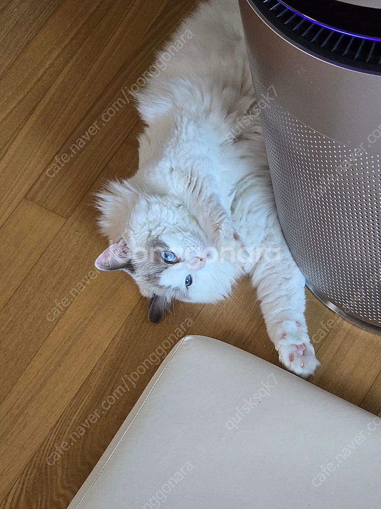 이디야, 스타벅스 팝니다--0