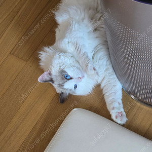 이디야, 스타벅스 팝니다
