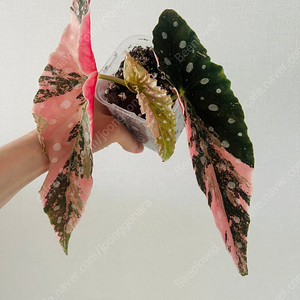 마큘라타 바리에가타