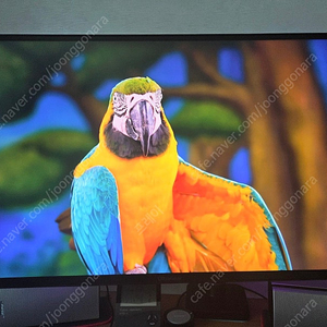 LG 울트라기어 32gq950 32인치