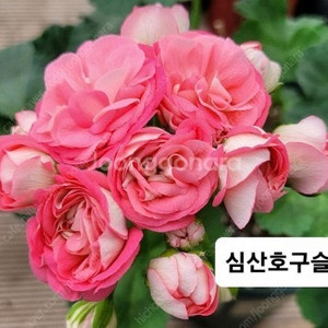 러시아제라늄 심산호구슬