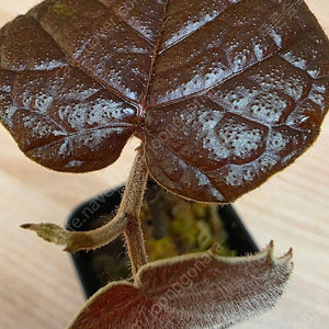 파이퍼 배트맨 Pterisanthes pterisanthes sp Borneo