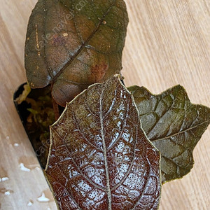 파이퍼 브라운 배트맨 Pterisanthes pterisanthes sp Borneo (안스리움x) ​