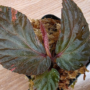 베고니아 바리게이타 다크핑크 Begonia sp Variegated DarkPink (안스리움 X)