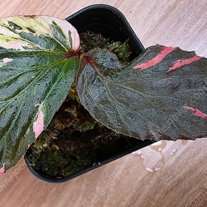 베고니아 바리게이타 핑크 Begonia sp Variegated pink