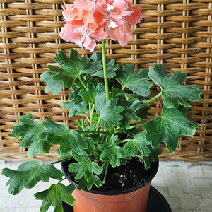 제라늄(블루마리)