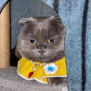 조앤프렌즈 조아 미디엄 플러쉬 & 키링 [미개봉]