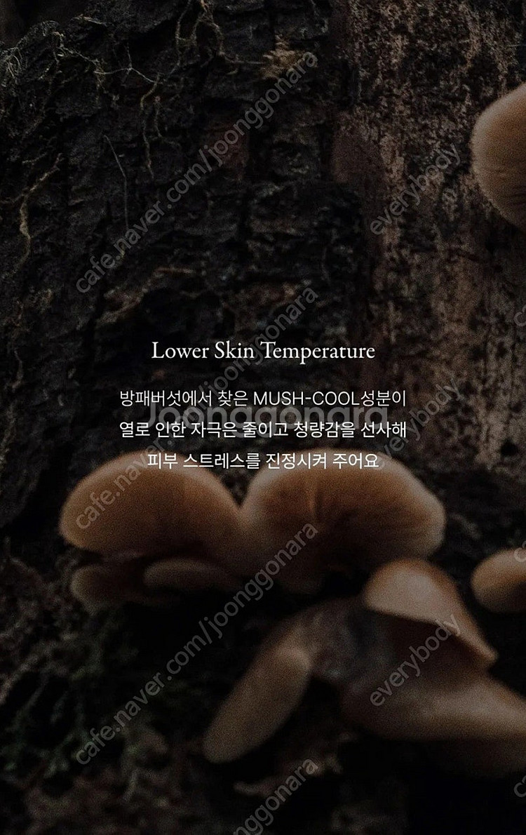 (미개봉) 톰 글로우 앰플 미스트(택배포함)--8