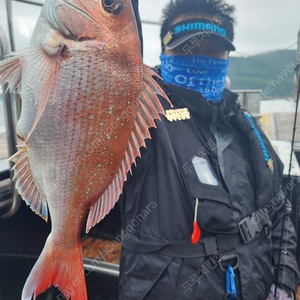 시마노 오콘리미티드 201PG 베이트 릴입니다
