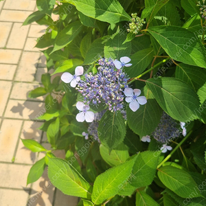 스타벅스 아이스 디카페인 카페 아메리카노T