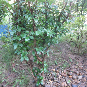 화살나무 9년생 외목대 쌍간형 수형 전기 관리 농막 전원주택 카페 시골집 세컨하우스