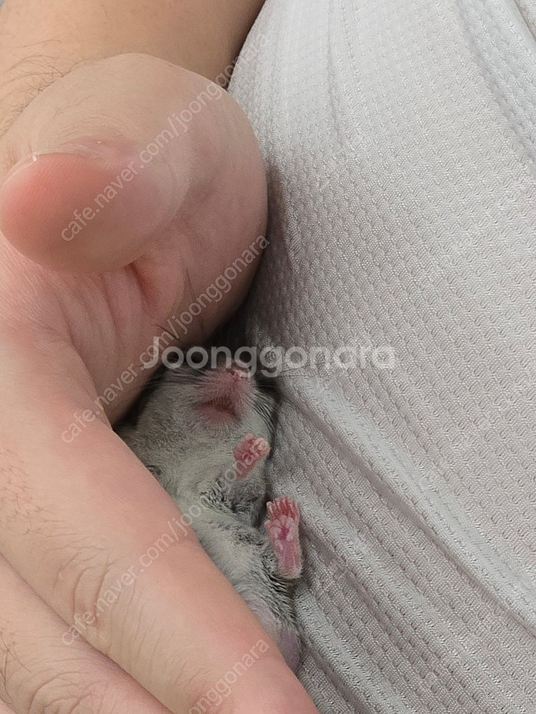 대전 피그미다람쥐 분양합니다.--2