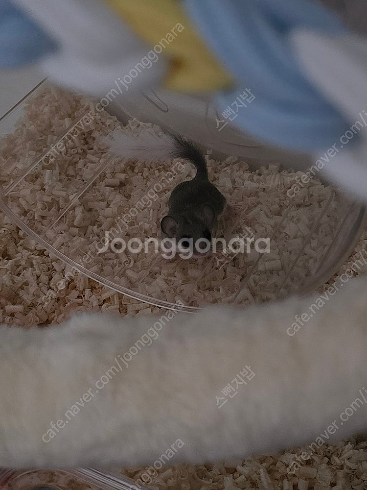 대전 피그미다람쥐 분양합니다.--3