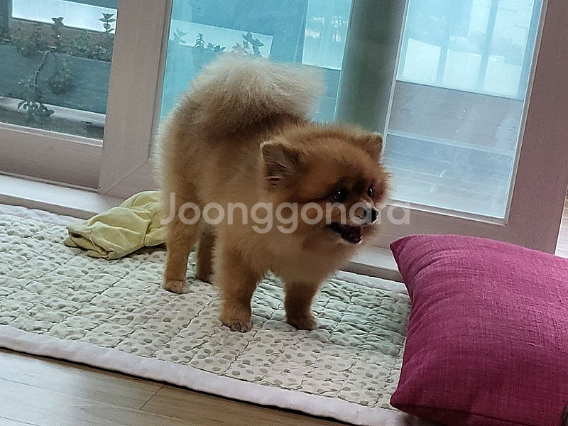 CCS 사이바스터 / 메탈빌드 스트라이크 루즈 그랜드슬램 + I.W.S.P / 합기교 메가조드(대수신)--0