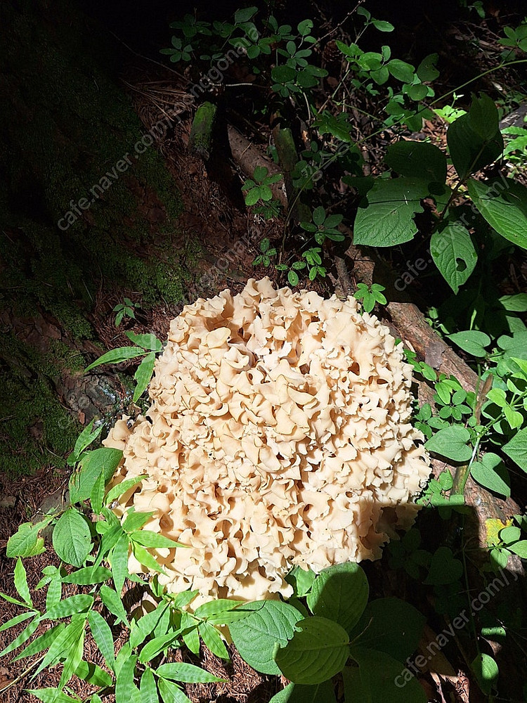 야생 꽃송이 버섯 1.3kg--0