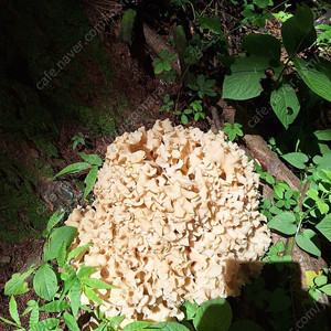 야생 꽃송이 버섯 1.3kg