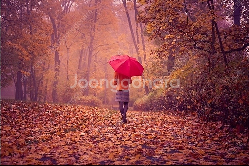 유율케이크사요--0