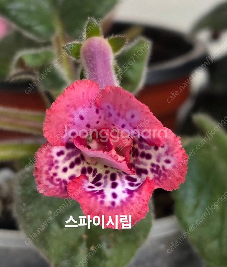 스파이시립포함 미니신닌기아 3종 일괄분양 합니다--0