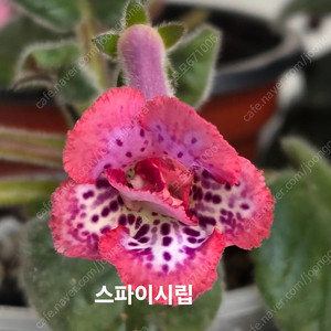 스파이시립포함 미니신닌기아 3종 일괄분양 합니다