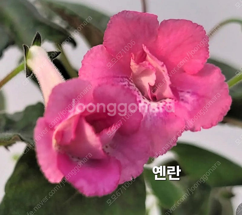 스파이시립포함 미니신닌기아 3종 일괄분양 합니다--1