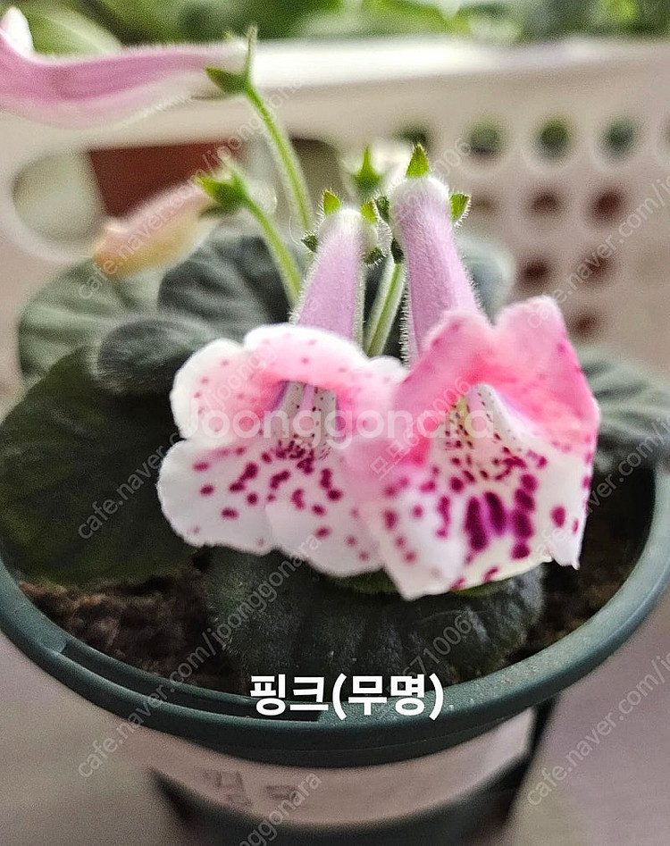 스파이시립포함 미니신닌기아 3종 일괄분양 합니다--2
