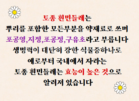 흰민들레즙 ( ️ 각종건강즙60팩)--2