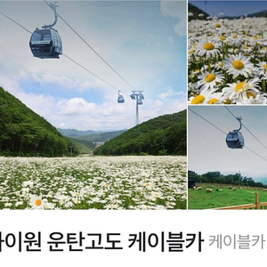 하이원 운탄 고도케이블카 왕복권