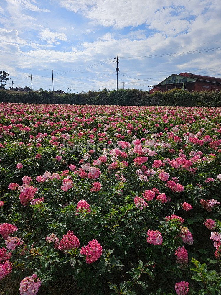 목수국 묘목 (바닐라프레이즈)--1