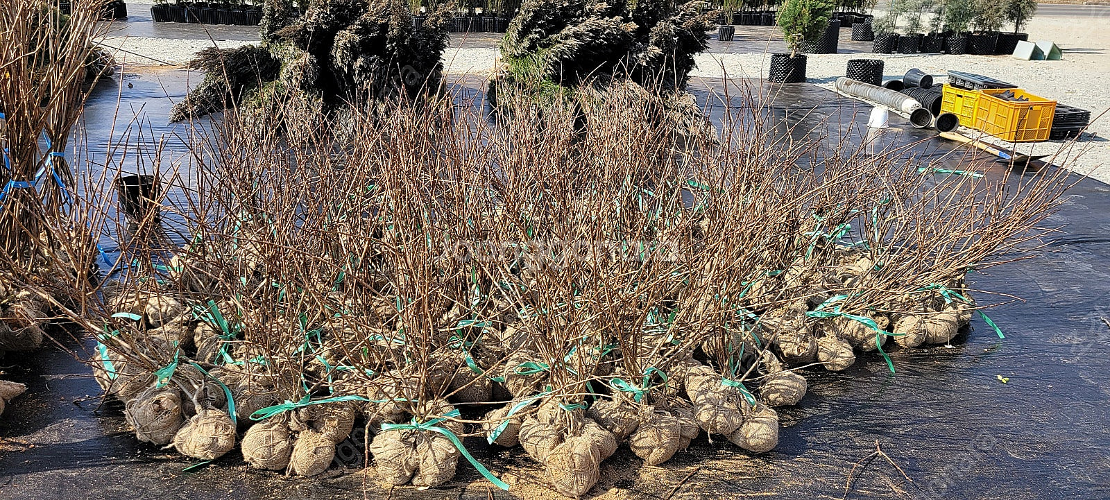 목수국 묘목 (바닐라프레이즈)--3