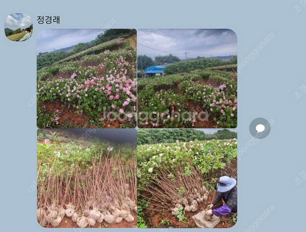 목수국 묘목 (바닐라프레이즈)--4