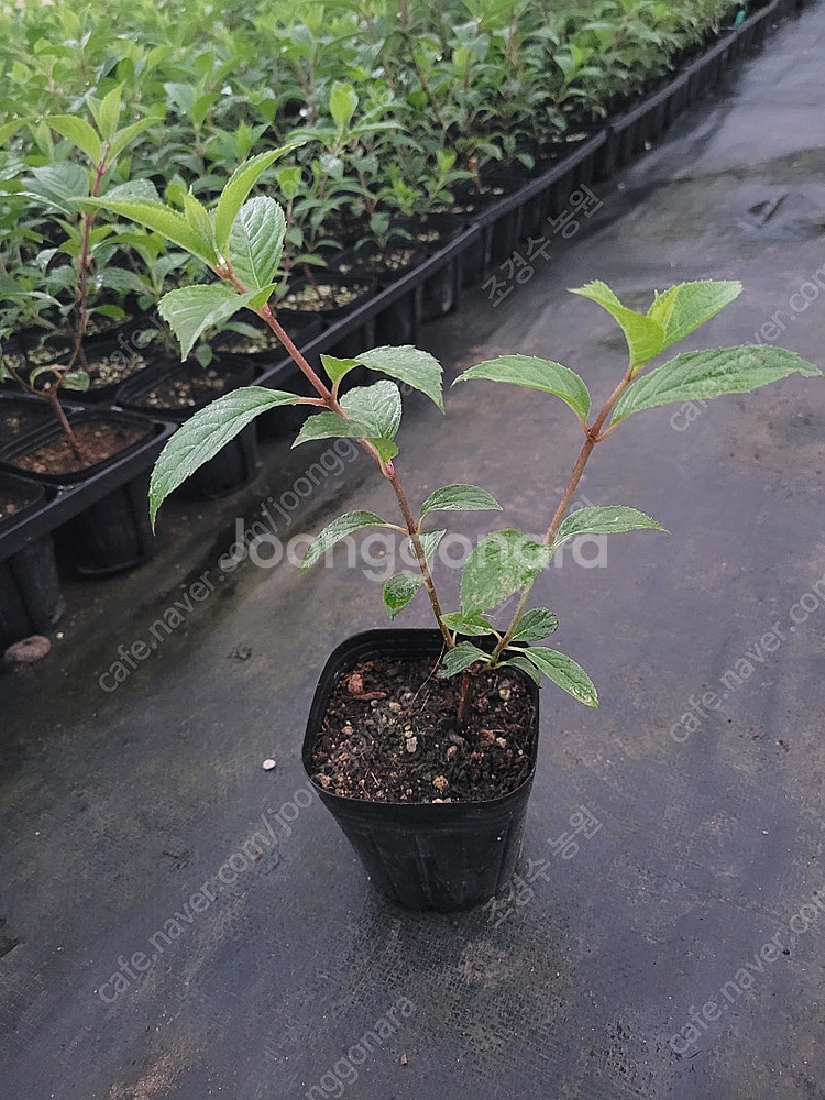 목수국 묘목 (바닐라프레이즈)--0
