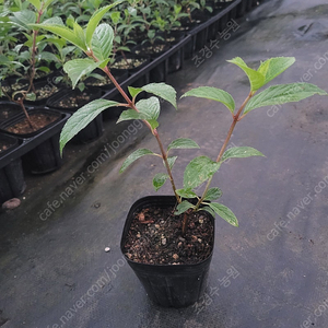 목수국 묘목 (바닐라프레이즈)