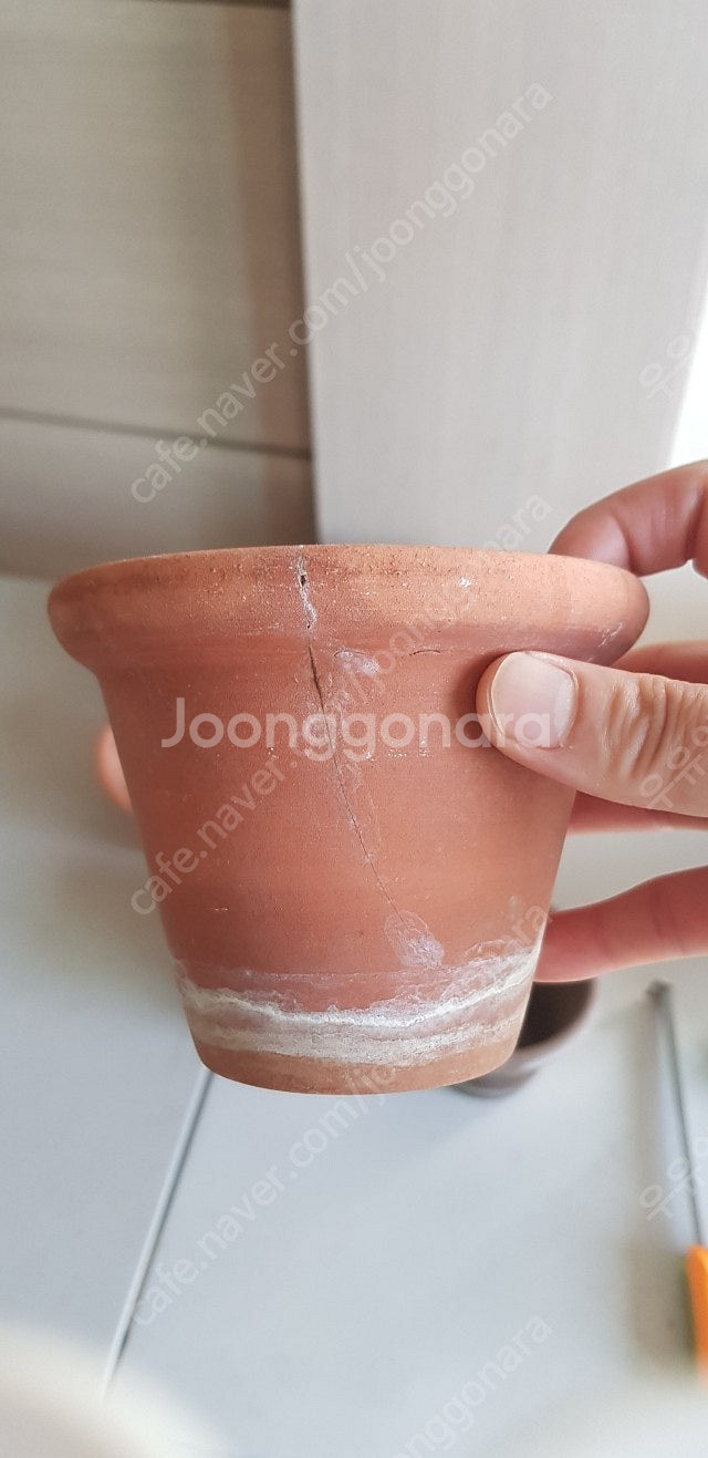 두갸르송 링팟--4