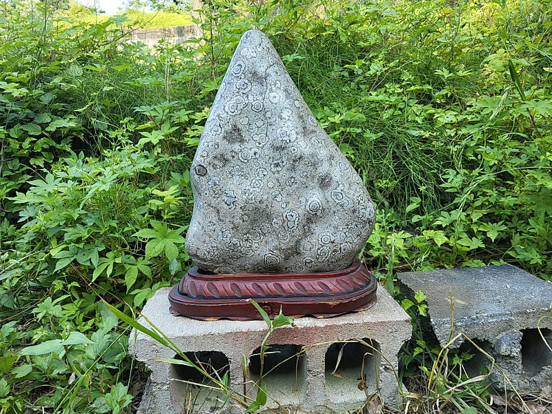 청송 꽃돌 백장미--1