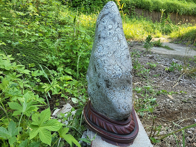 청송 꽃돌 백장미--2