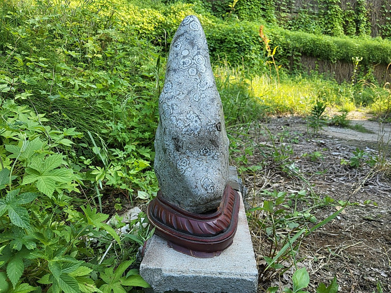 청송 꽃돌 백장미--3