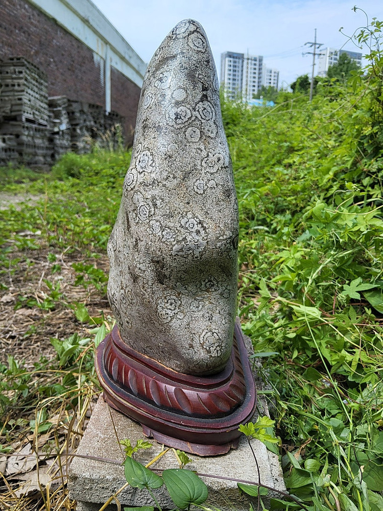 청송 꽃돌 백장미--4