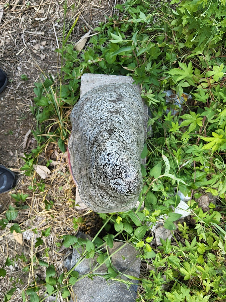 청송 꽃돌 백장미--5