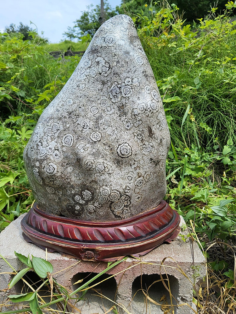 청송 꽃돌 백장미--6