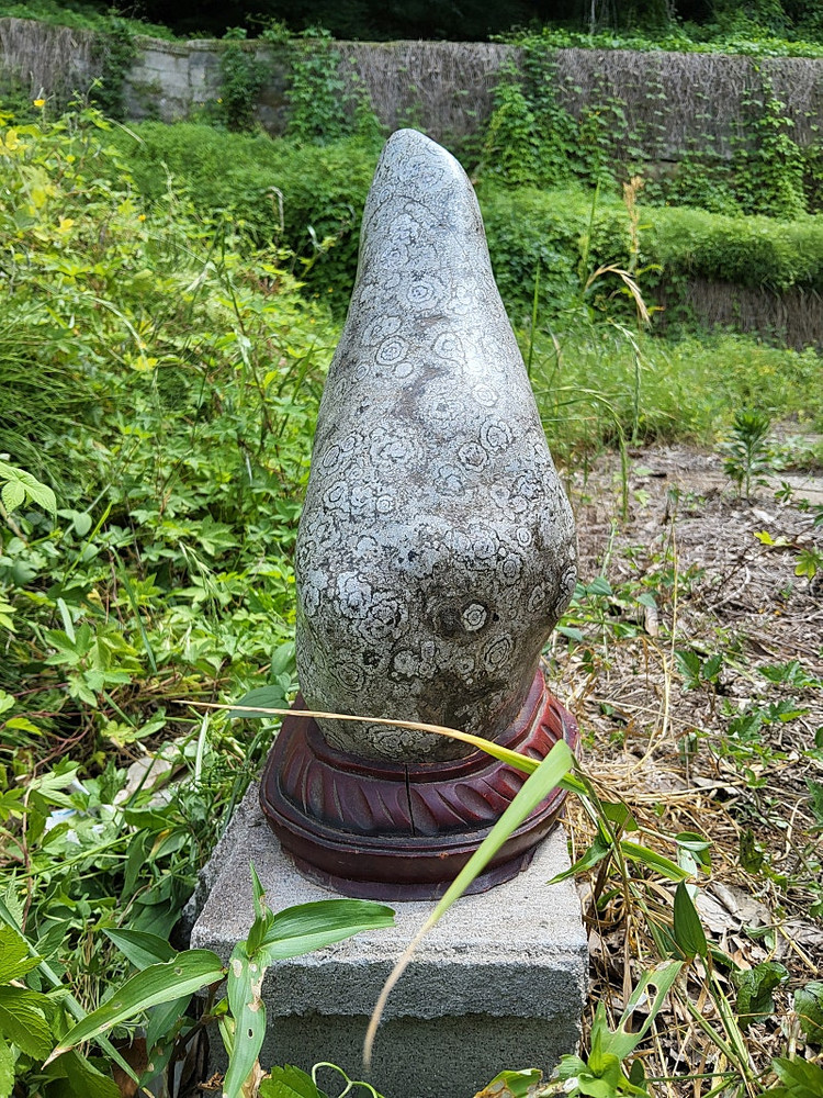 청송 꽃돌 백장미--7